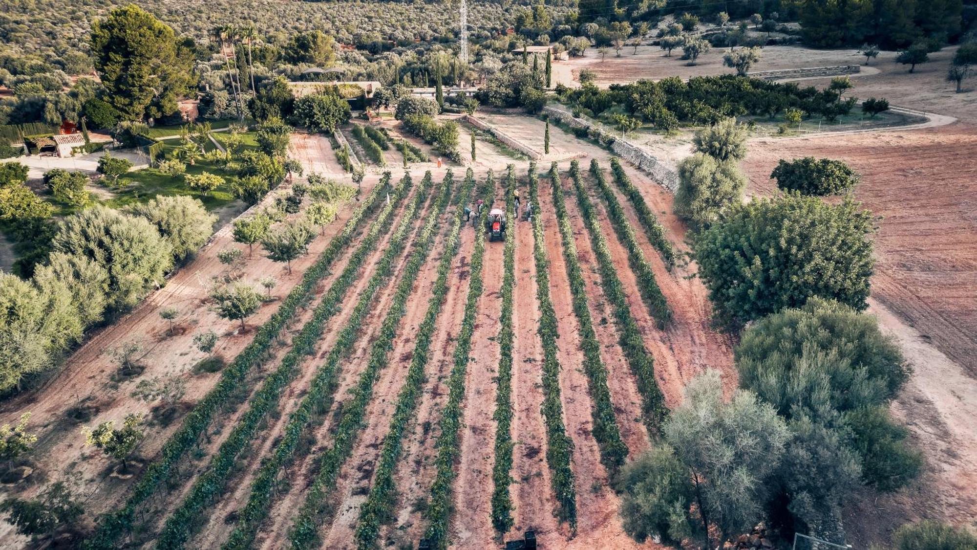 Finca Es Cabas Santa Maria del Cami (Mallorca) Exterior foto